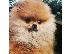 PoulaTo: Pomeranian, όμορφα κουτάβια
